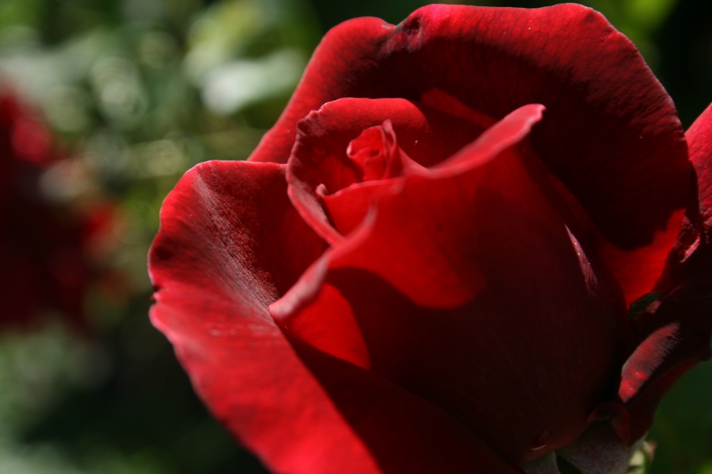 Red Rose by wenbow