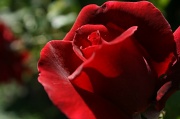 16th Mar 2012 - Red Rose