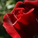 Red Rose by wenbow