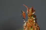 16th Mar 2012 - Aphid