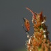Aphid by kerristephens