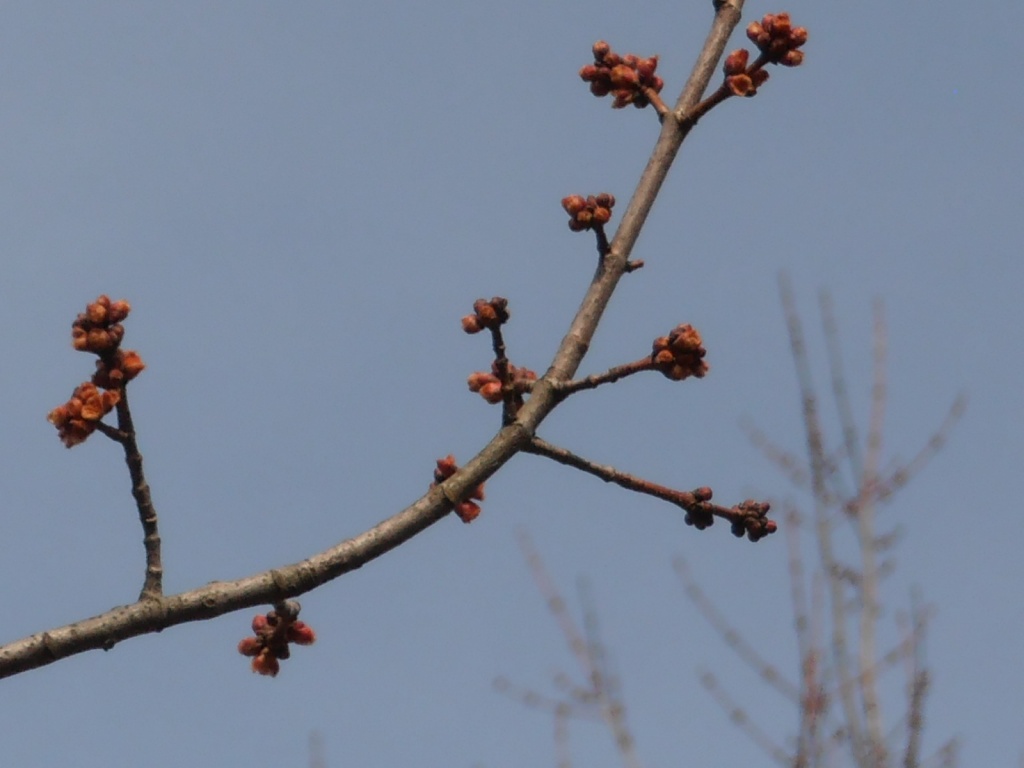 Spring Buds by julie