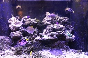 16th Mar 2012 - aquarium
