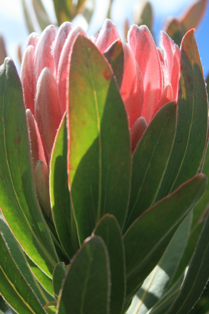 Protea by wenbow