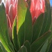 Protea by wenbow