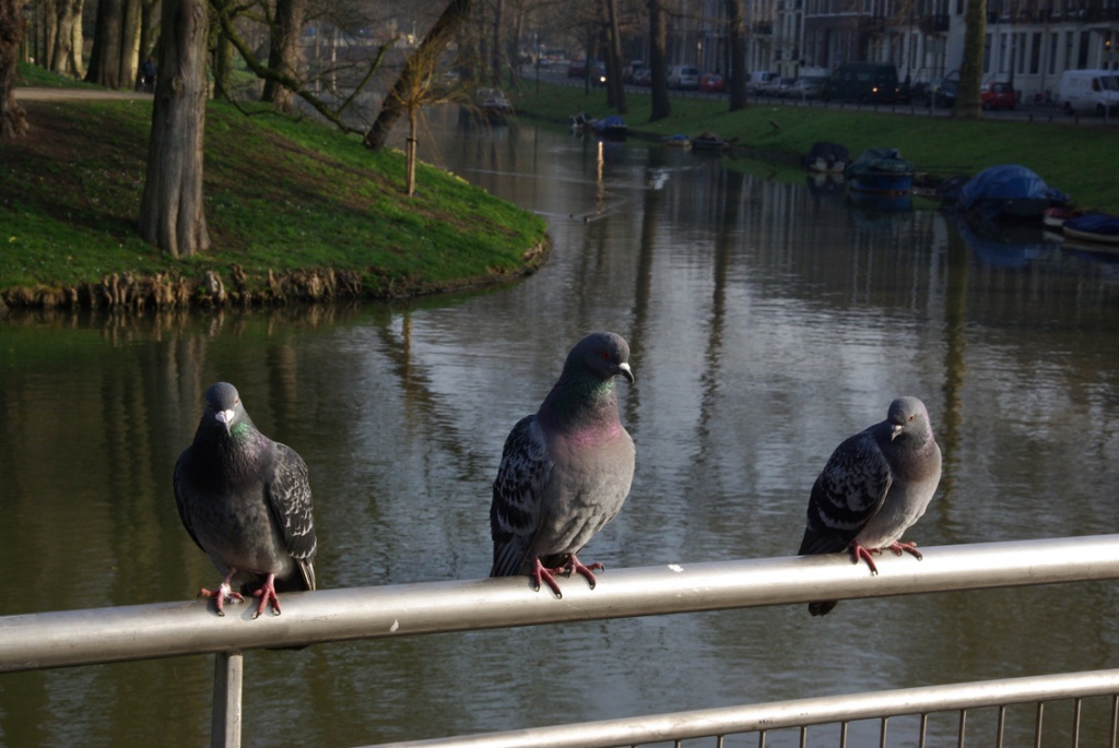 three pigeons by iiwi