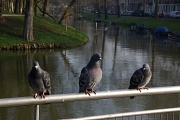17th Mar 2012 - three pigeons