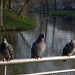 three pigeons by iiwi