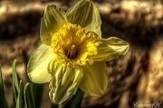 16th Mar 2012 - Spring is Near