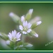 Wild flowers by vernabeth