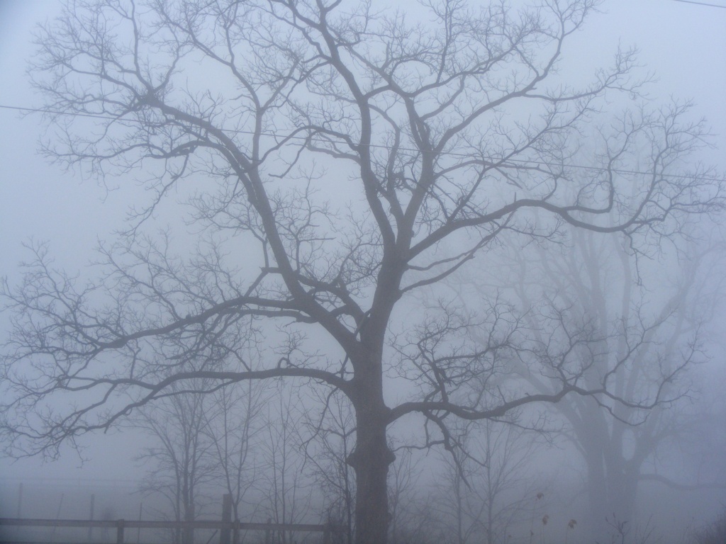 Heavy Fog by sherilyn