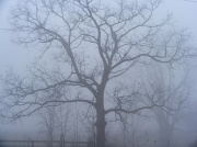 16th Mar 2012 - Heavy Fog