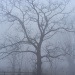 Heavy Fog by sherilyn