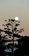 1st Mar 2012 - Morning Moon