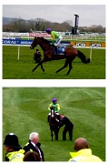 16th Mar 2012 - Kauto Star ~ The best racehorse of all time.