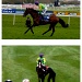 Kauto Star ~ The best racehorse of all time. by seanoneill