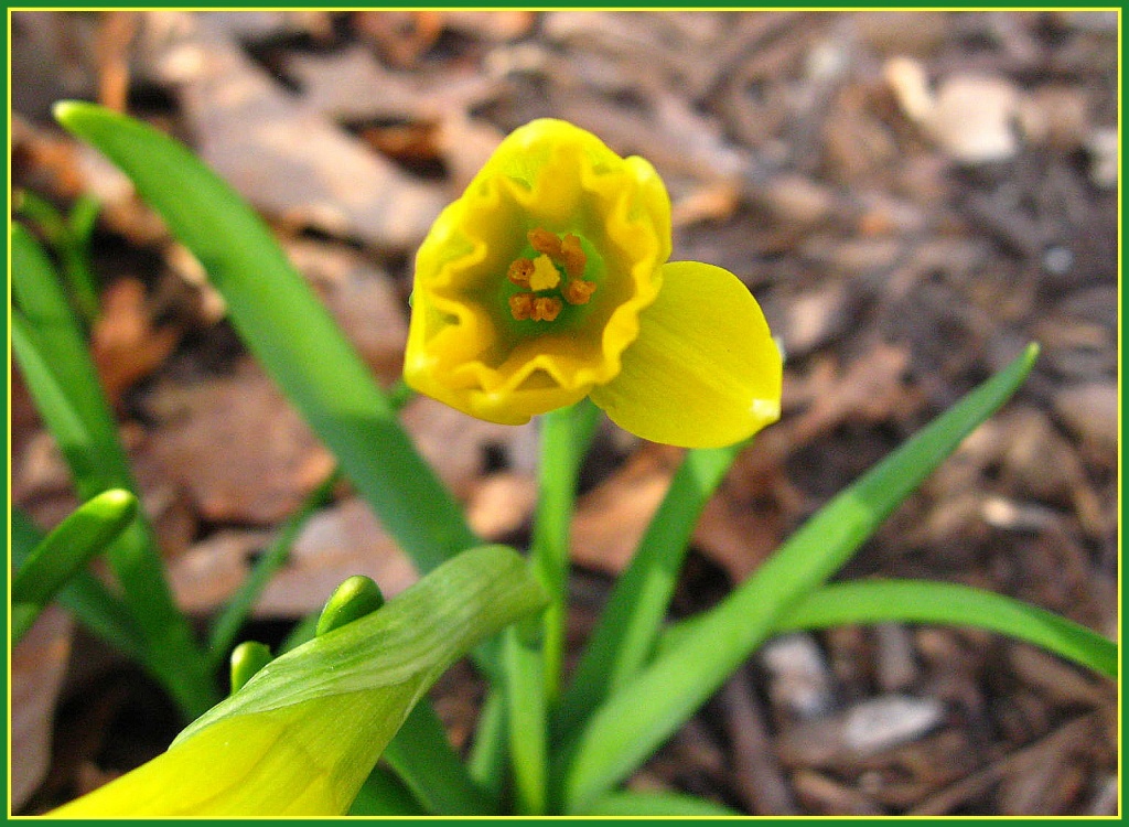 First Daffodil by olivetreeann