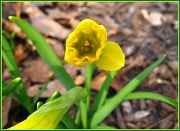 18th Mar 2012 - First Daffodil