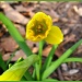First Daffodil by olivetreeann