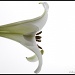 17.3.12 Lily by stoat