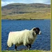 scenic sheep by jmj