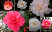 18th Mar 2012 - Camellia`s