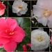 Camellia`s by pyrrhula