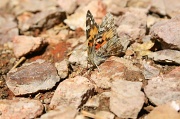17th Mar 2012 - Pretty Butterfly
