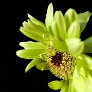 17th Mar 2012 - Green Gerber Daisy