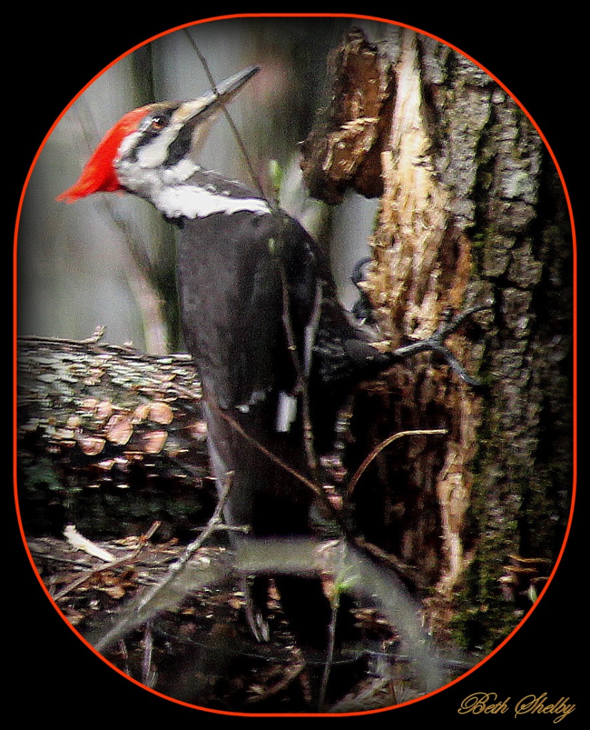 Pileated Woodpecker by vernabeth