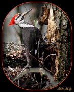 18th Mar 2012 - Pileated Woodpecker