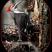 Pileated Woodpecker by vernabeth