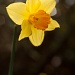 Daffodil by natsnell