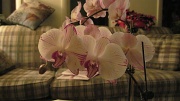11th Mar 2012 - More orchids