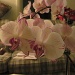 More orchids by kchuk