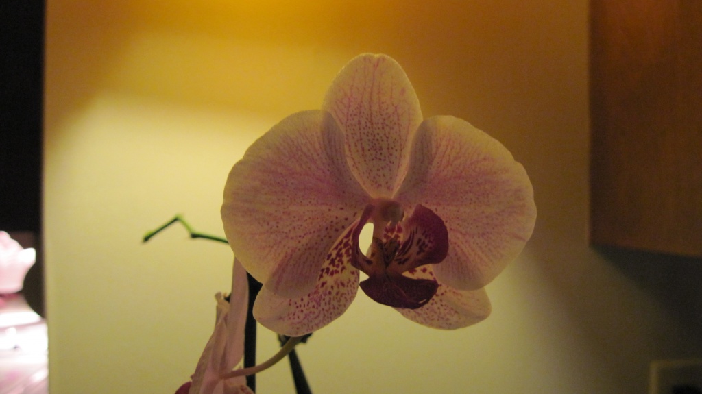 Orchid, again by kchuk
