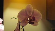 10th Mar 2012 - Orchid, again