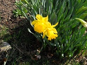 15th Mar 2012 - Daffodils in bloom