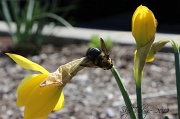 17th Mar 2012 - Spring has sprung