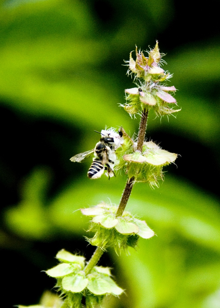 basil bee by corymbia
