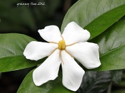 15th Mar 2012 - White Flower