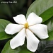 White Flower by grannysue