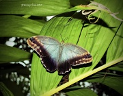 16th Mar 2012 - Big butterfly