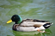 16th Mar 2012 - Oregon Duck wannabee