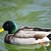 Oregon Duck wannabee by ggshearron