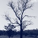 Tree by wenbow