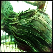 16th Mar 2012 - Bark