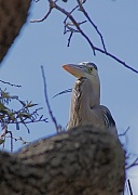18th Mar 2012 - Great Blue Heron on Nest