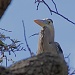 Great Blue Heron on Nest by rob257