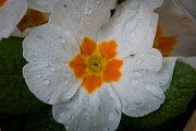 18th Mar 2012 - I'm just sitting, watching flowers in the rain